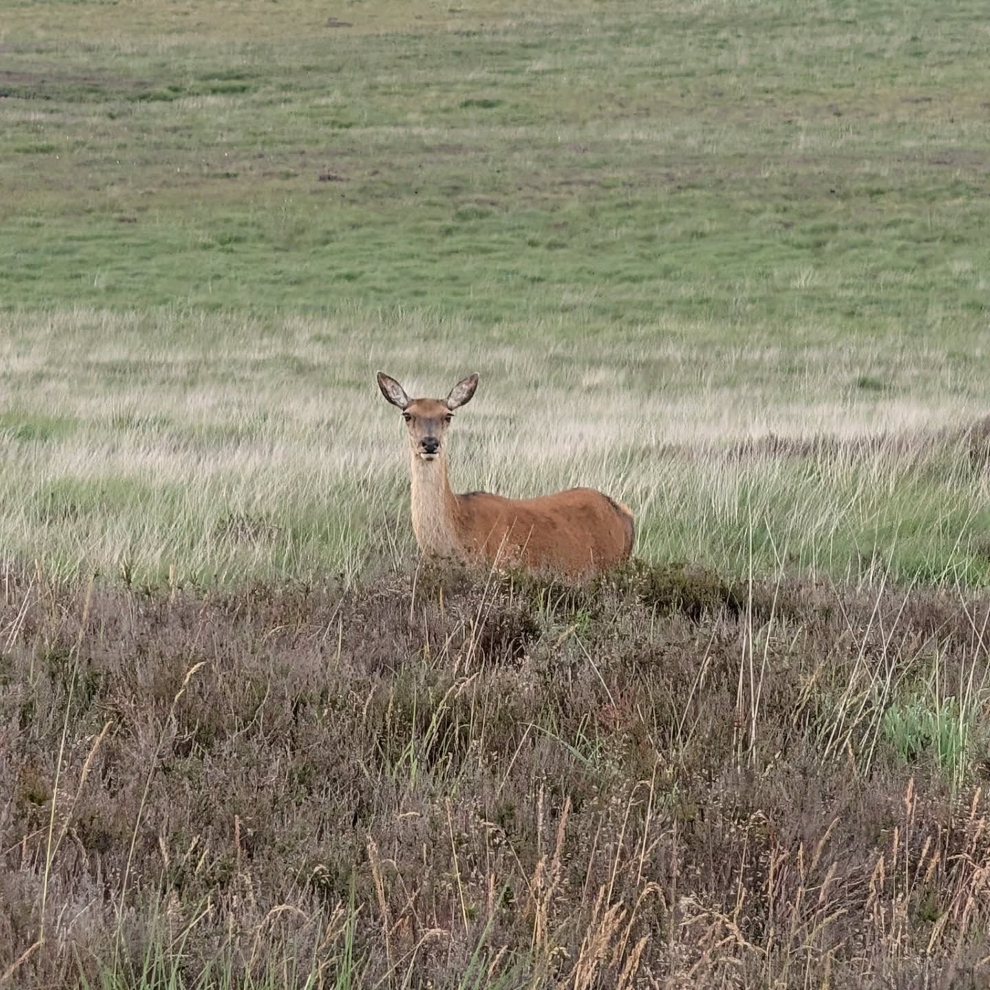 A deer