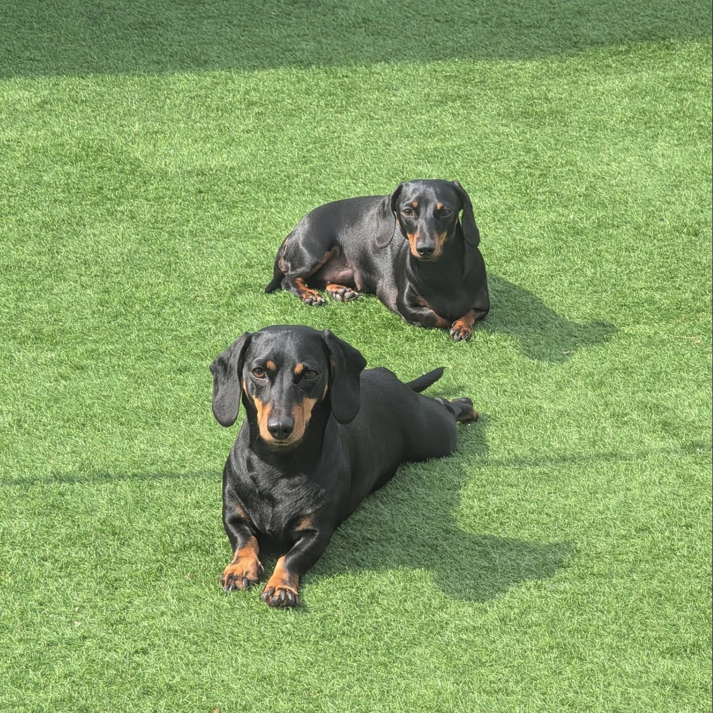 Two dachshunds